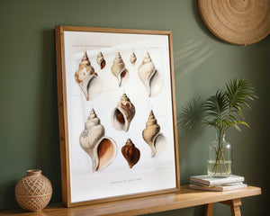 Seashell Collection Plakat - 21 x 29.7 cm (A4) - Nellastore
