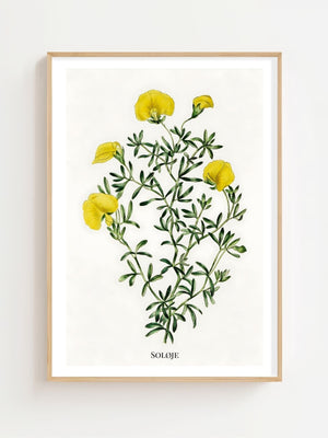 Soløje Plakat - 21 x 29.7 cm (A4) - Nellastore