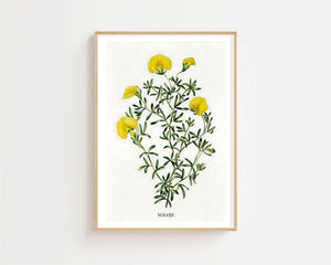 Soløje Plakat - 21 x 29.7 cm (A4) - Nellastore