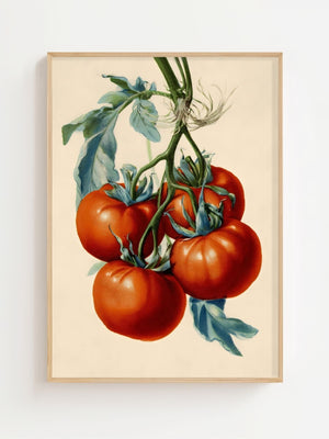 Tomato Vine Plakat - 21 x 29.7 cm (A4) - Nellastore