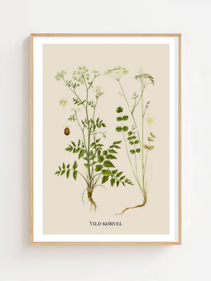 Vild Kørvel Plakat - 21 x 29.7 cm (A4) - Nellastore