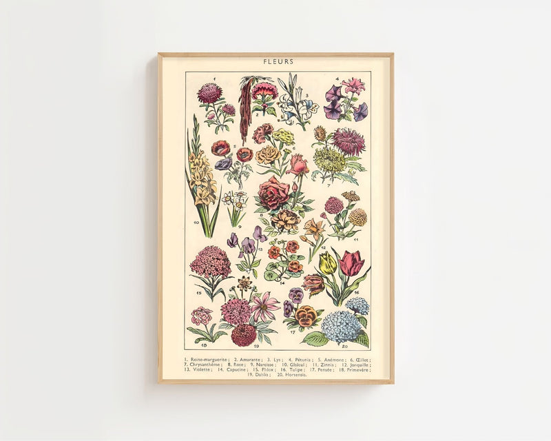 Vintage Flower Chart Plakat - 21 x 29.7 cm (A4) - Nellastore
