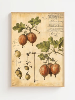Vintage Gooseberry Study Plakat - 21 x 29.7 cm (A4) - Nellastore