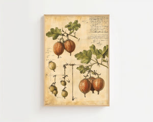 Vintage Gooseberry Study Plakat - 21 x 29.7 cm (A4) - Nellastore