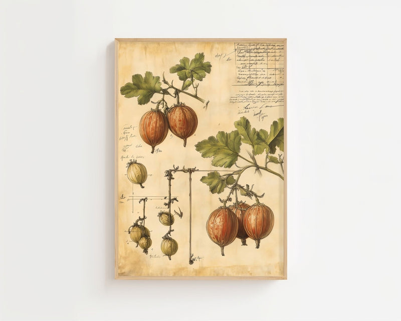 Vintage Gooseberry Study Plakat - 21 x 29.7 cm (A4) - Nellastore