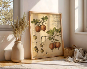 Vintage Gooseberry Study Plakat - 21 x 29.7 cm (A4) - Nellastore