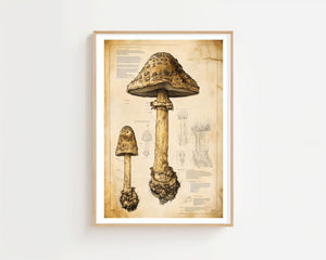 Vintage Mushroom Study Plakat - 21 x 29.7 cm (A4) - Nellastore